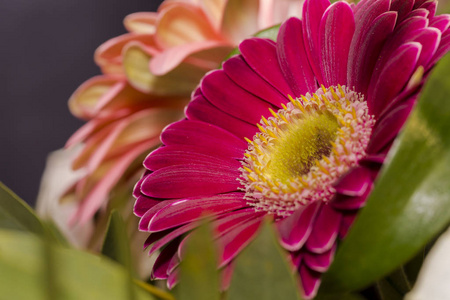 在绿色自然背景的粉红色的 gerbera 花