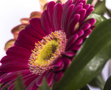 在绿色自然背景的粉红色的 gerbera 花