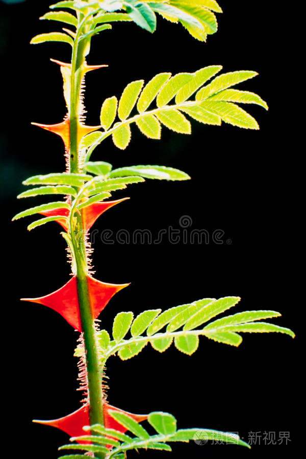 红刺玫瑰茎特写植物细节