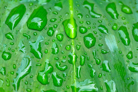 新鲜绿叶上的水滴