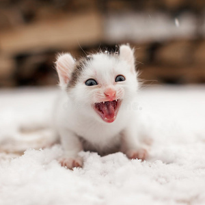 雪地上的小猫咪图片