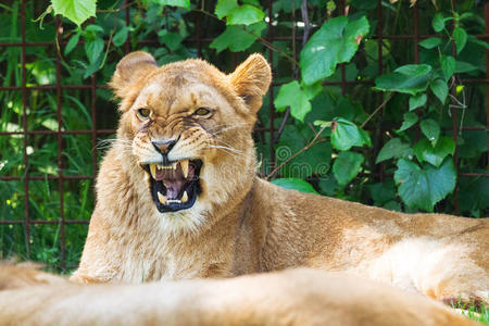 狮子吼图片