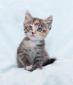小猫 基蒂 哺乳动物 宝贝 漂亮的 宠物 有趣的 耳朵 软的