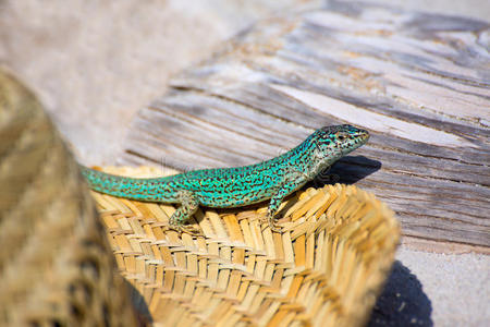 畅感浮空岛虎腹蜥蜴照片