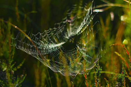 蜘蛛网与多彩背景