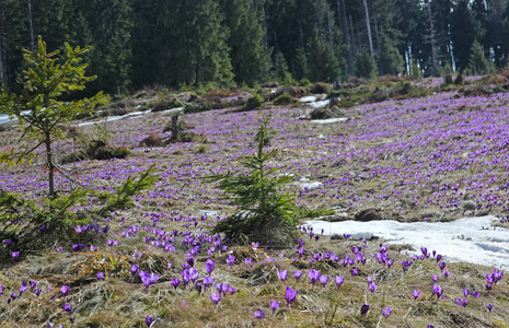 喀尔巴阡山山花