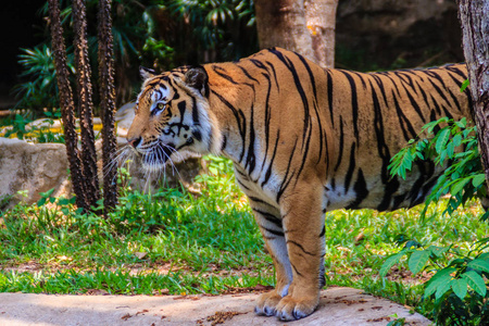 s tiger, or Panthera tigris corbetti is walking 