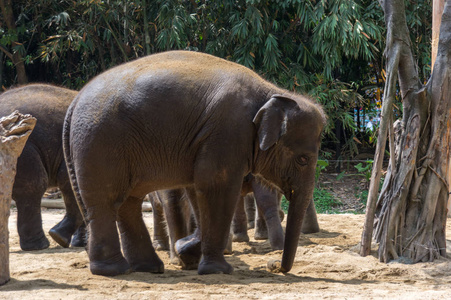 群在中国野生动物园的大象图片