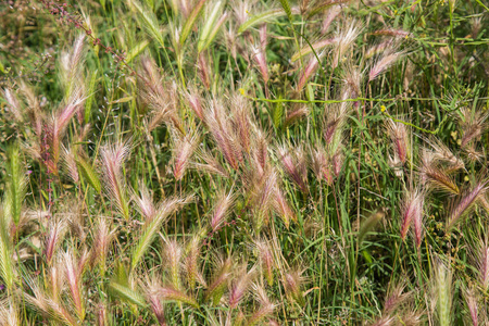 野生小麦的耳朵图片