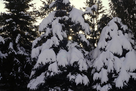 冬天的森林, 雪中的树木, 日落, 日出