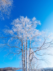在冬天的霜覆盖树