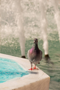 蹲在喷泉边的孤独鸟生活在城市环境