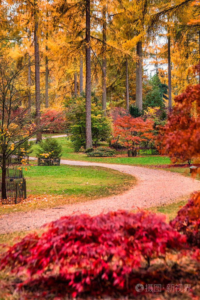 英国秋天的红色黄色和绿色五颜六色的叶子