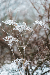 冬天在白雪皑皑的丛林