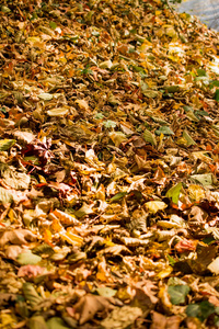 干树叶为秋天的背景