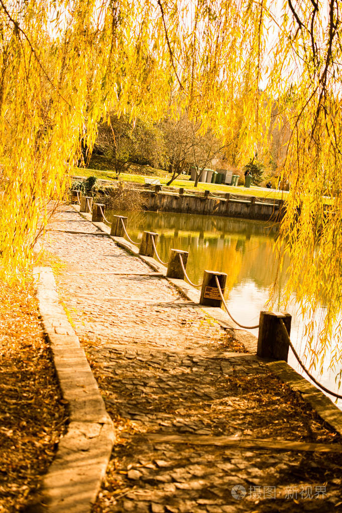 秋天的黄色柳树树枝上有叶子