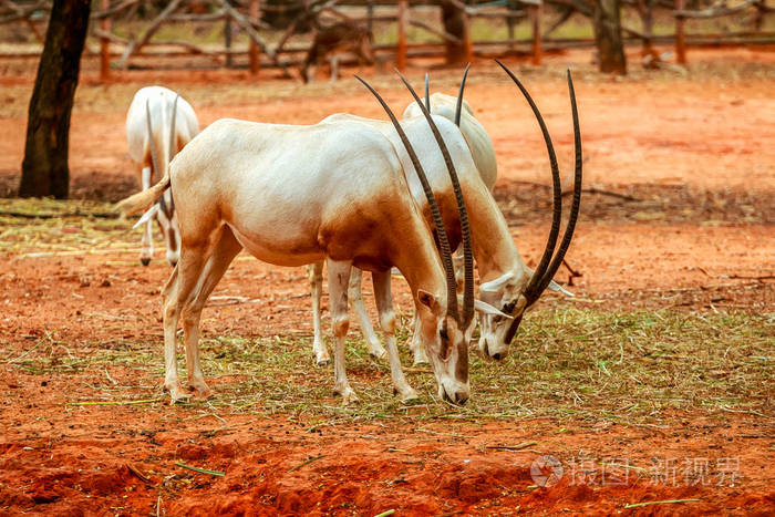 鹿有长角在动物园吃草