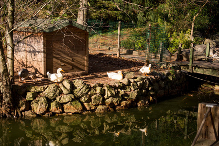 白鸭子的池塘边