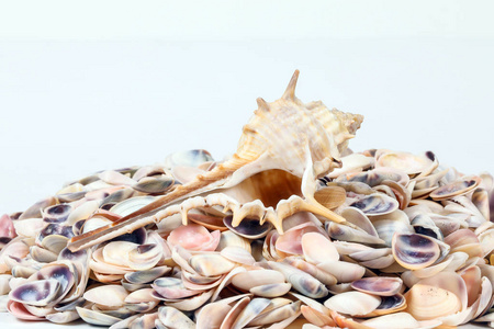 海贝壳种类丰富