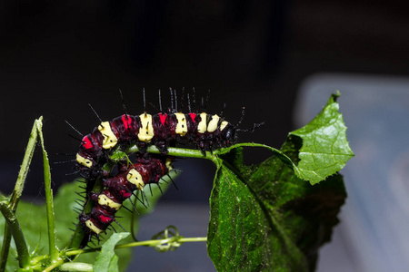 Cethosia cyane 卡特彼勒，蝴蝶蠕虫