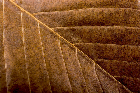 宏观的深秋季节干叶图片