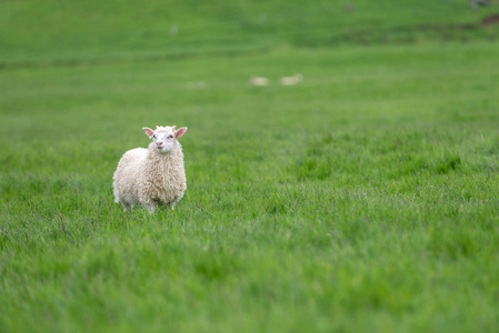 在绿色的牧场上放牧绵羊照片