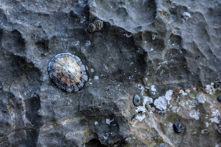 贝壳栖息在岩石上