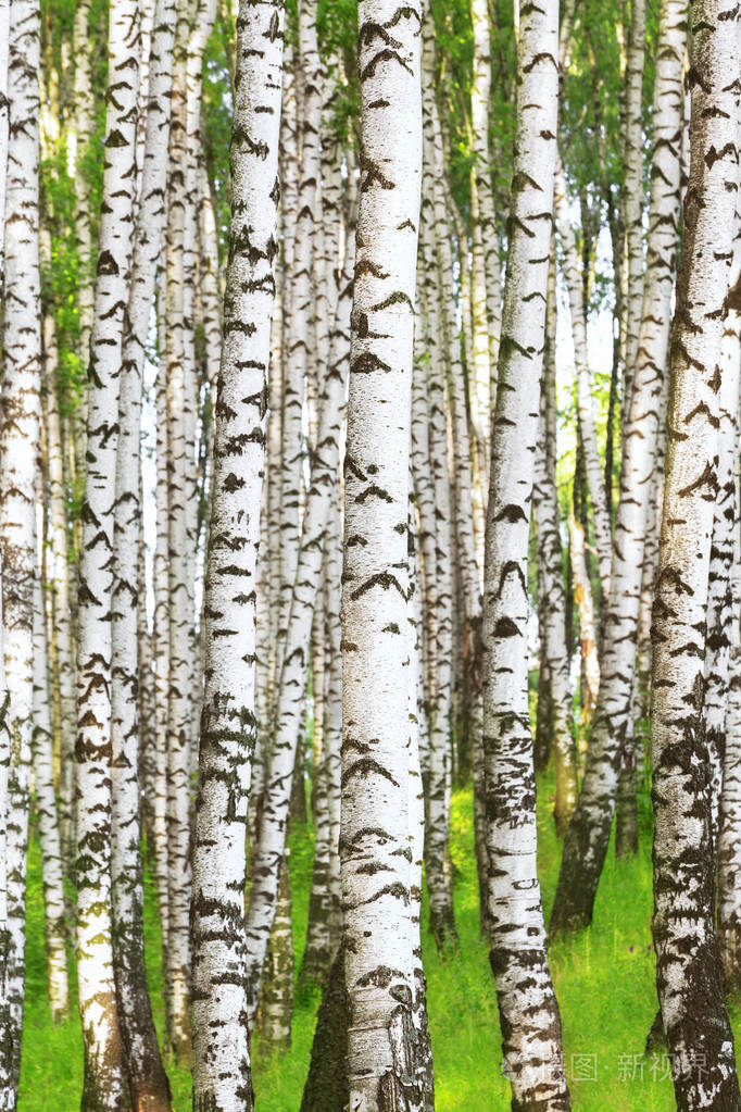 夏天在阳光明媚的白桦林