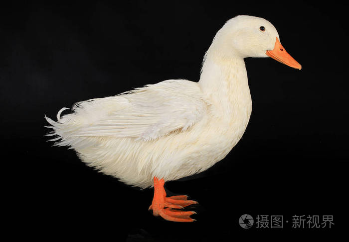 在一个黑色的白鸭
