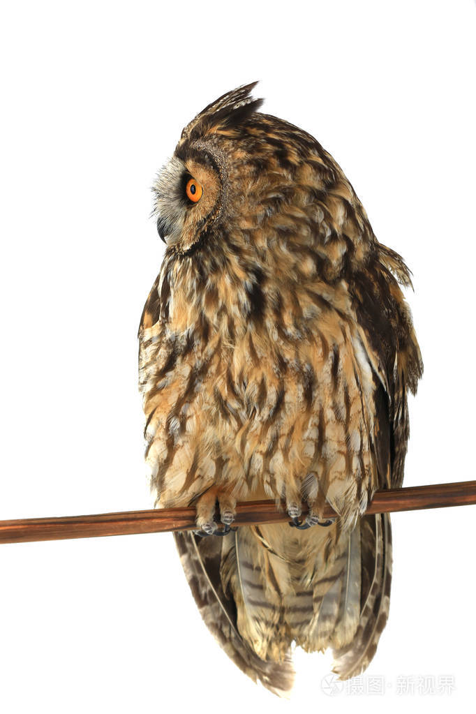 在一张白纸的猫头鹰