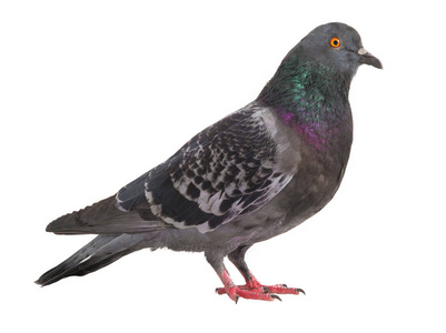 一只灰色的鸽子图片