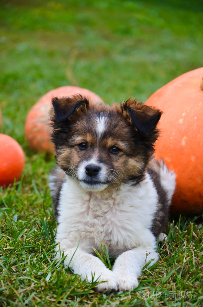 毛茸茸的小狗与南瓜在草地上