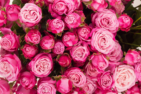 小玫瑰花苞颜色图片