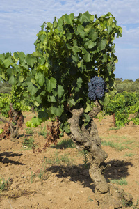 法国葡萄园中的葡萄