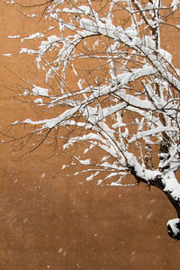 白色的冬天背景与雪枝