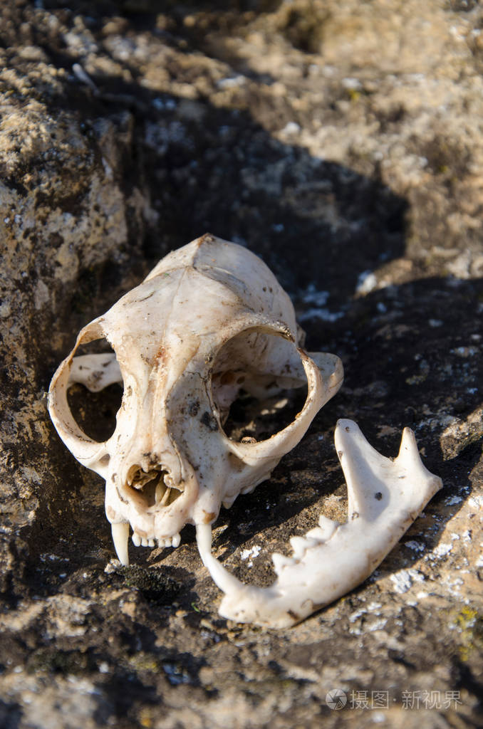 年青的狐狸的头骨