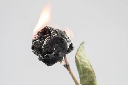 干玫瑰花的火在燃烧照片