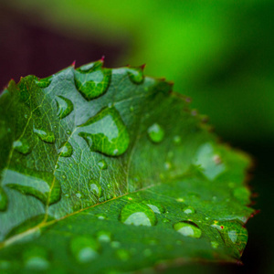 漂亮的绿色叶子与水滴,水滴雨滴小植物后暴雨宏,水放光芒太阳光线