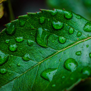 漂亮的绿色叶子与水滴，水滴雨滴小植物后暴雨宏，水放光芒太阳光线，早上在自然界中，春天自然概念的背景，与叶