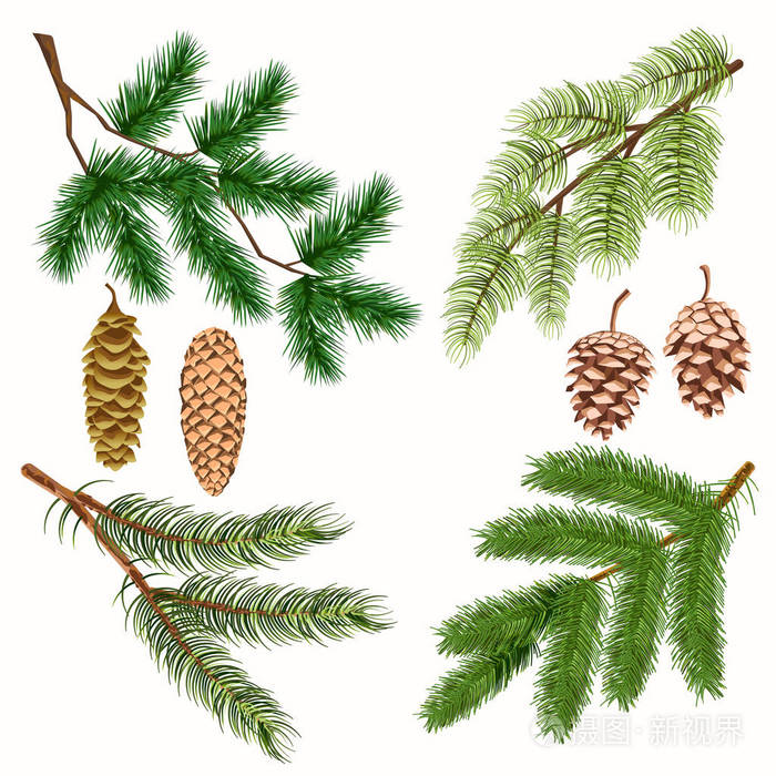 针叶树的分支