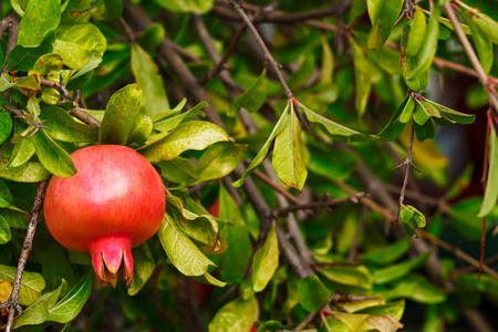 树上的红色 pomegranade