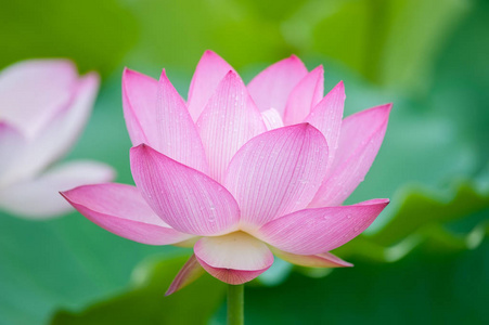 莲花和荷花花卉植物照片