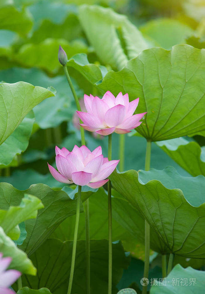 莲花和荷花花卉植物