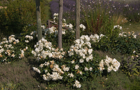 白玫瑰和薰衣草