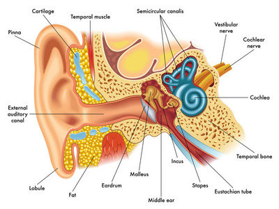 耳朵解剖的耳朵 anatomylustration