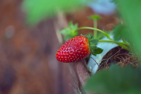 农业农场草莓植物，红色水果