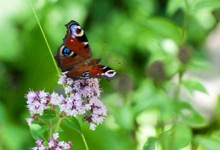 对花 蝴蝶和花朵 蝴蝶特写蝴蝶上花模糊的背景，蝴蝶在花，花在花园或性质上的蝴蝶