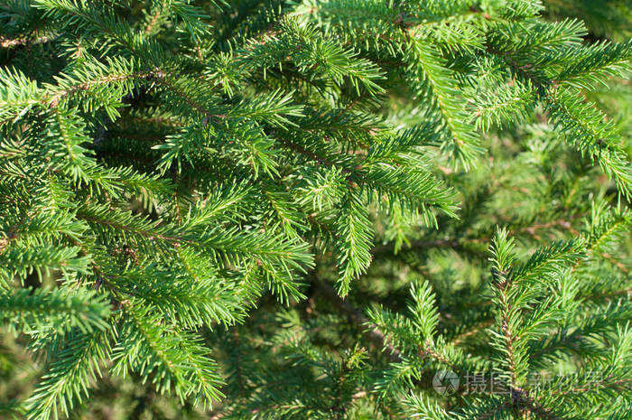分枝绿色冷杉树与针