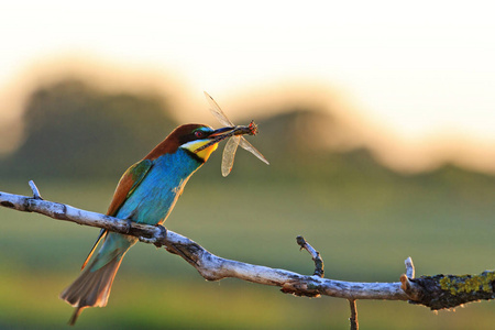王鸟以罕见的昆虫，在它的喙