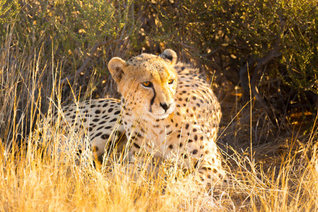 猎豹埃托沙国家公园的纳米比亚